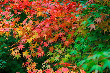 日本童謡の園:m43_nobutti