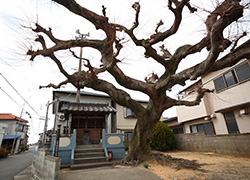 芳養一里塚
